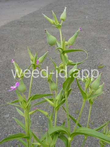 catchfly, cone